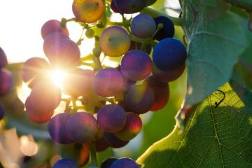 grapes-sun-sunbeam-3550742-1024x682